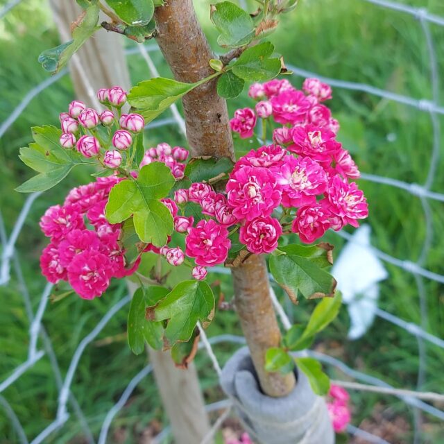 Planted to mark the late Queen's last Jubilee,  this hawthorn at Colletts Walk is looking amazing 💚💚
#transitionwoodbridge #fruittrees #woodbridge #biodiversity